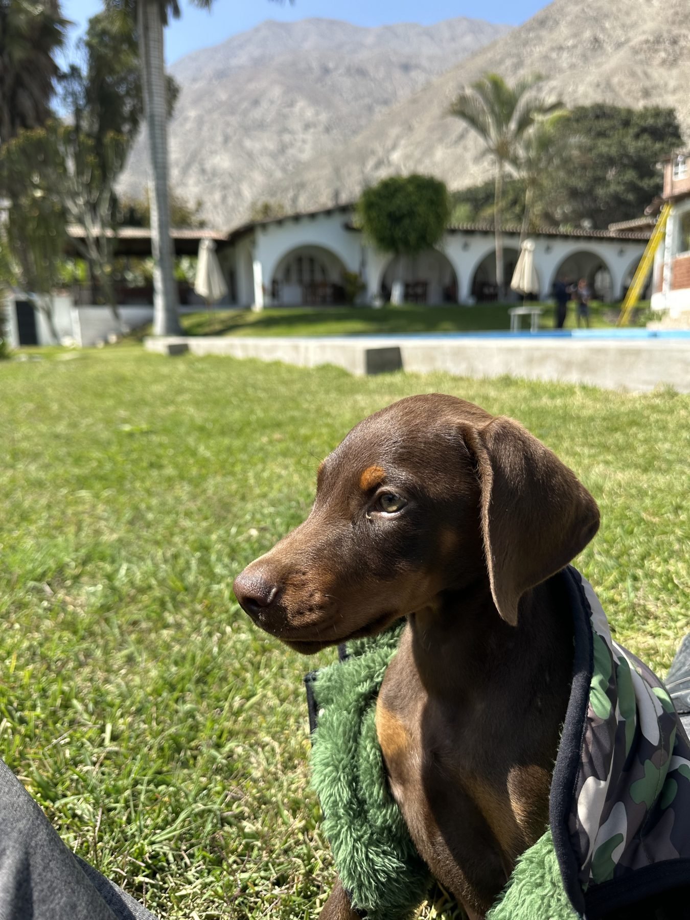 Mascota disfrutando de los jardines pet friendly de la Hacienda Nieve Nieve